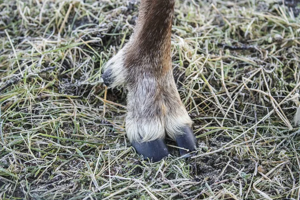 Kopyto Jeńca Atlantyckiego Rangifer Tarandus Alaska Wildlife Conservation Center Południowo — Zdjęcie stockowe