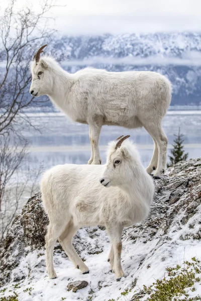 Dall Ovce Divoké Přírodě Zimě Pohoří Chugach Aljaška Spojené Státy — Stock fotografie