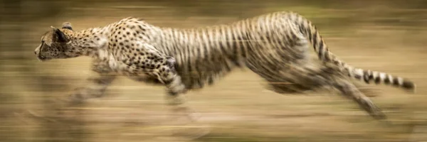 Closeup View Majestic Cheetah Wild Nature — Stock Photo, Image