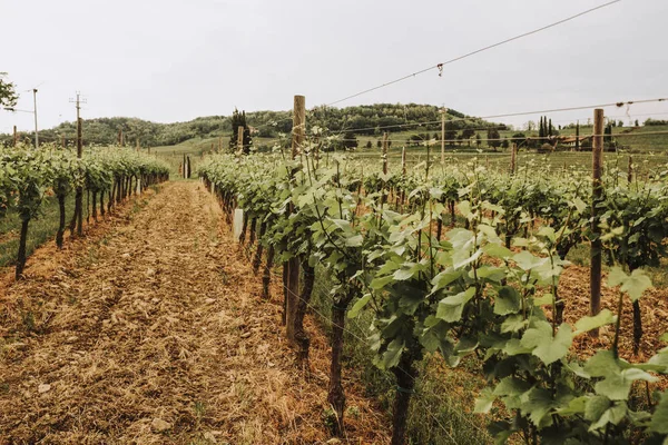 Gros Plan Rangées Vignes Poussant Sur Vignoble Italie — Photo