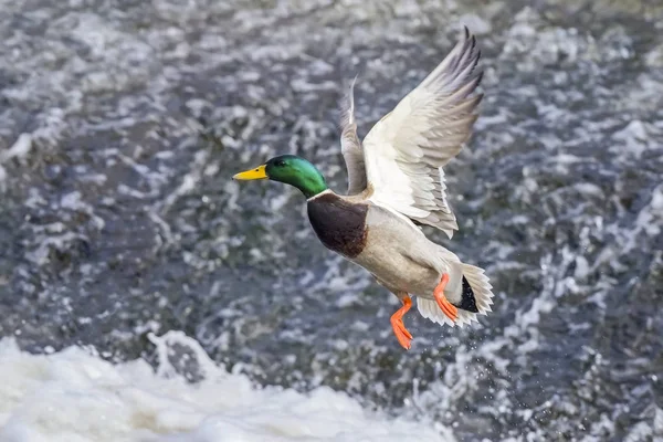 Mallard Pato Vuelo Sobre Agua Denver Colorado Estados Unidos América — Foto de Stock