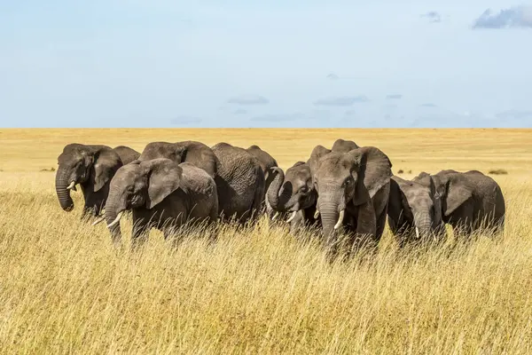Красивые Серые Африканские Слоны Дикой Природе Поле Национальный Парк Серенгети — стоковое фото
