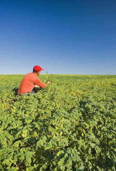 Agricultor Examinando Campo Garbanzos Crecimiento Medio Cerca Kincaid Saskatchewan Canadá —  Fotos de Stock