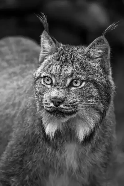 Lynx Chilkat River Haines Alaska United States America — Stockfoto