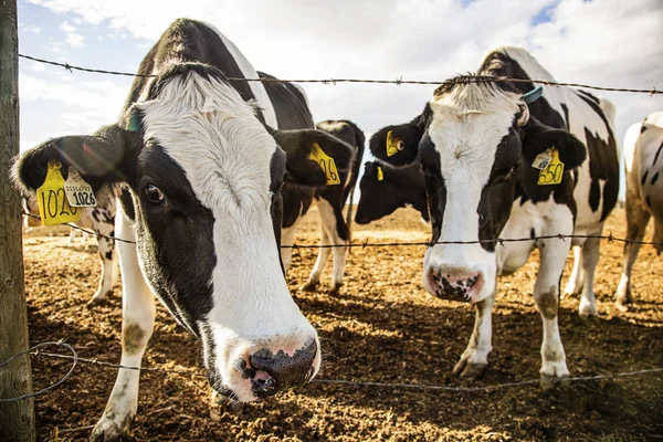 Duas Vacas Leiteiras Holandesas Curiosamente Olhando Para Câmera Enquanto Estavam — Fotografia de Stock