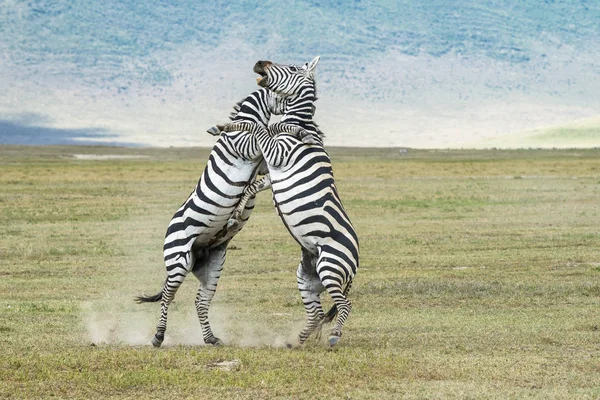 Duas Zebras Lutando Campo Vida Selvagem — Fotografia de Stock