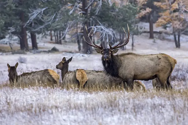 Vue Scénique Des Beaux Élans Majestueux Dans Nature Sauvage — Photo