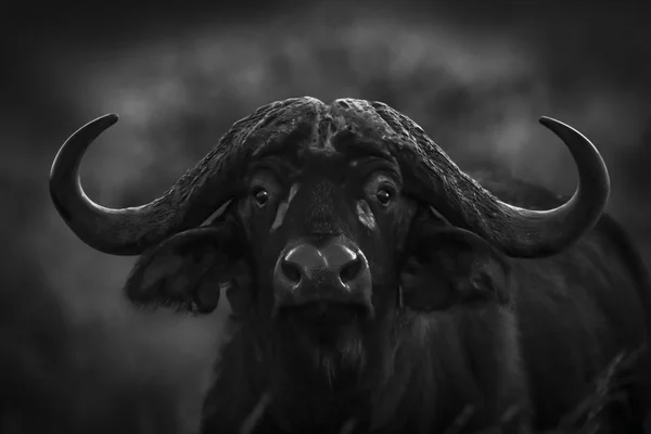 野生の自然 黒と白でアフリカの水牛の景色 — ストック写真