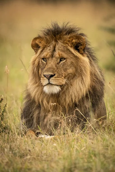 Majestic Male Lion Wild Nature Grass — Stock Photo, Image