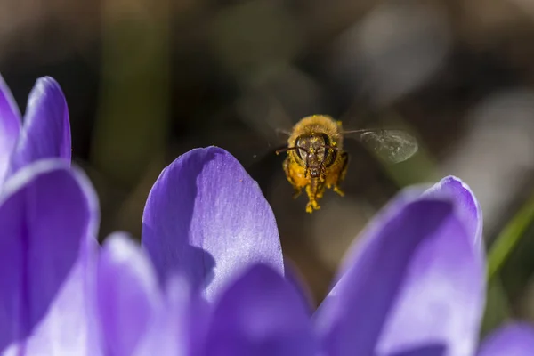 Honey Bee Visiting Crocus Blossoms Astoria Oregon Estados Unidos América — Fotografia de Stock