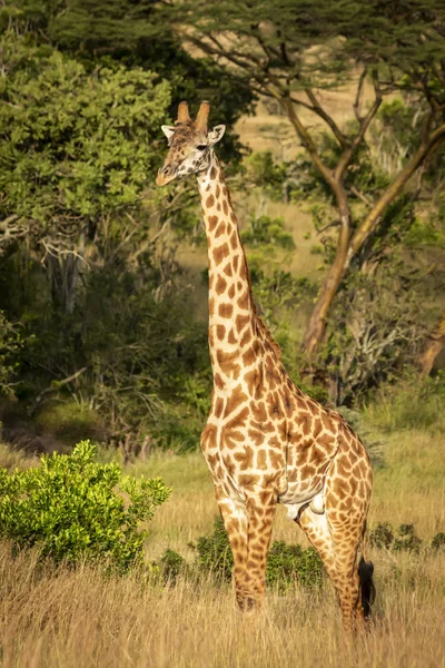 Vista Panoramica Bella Giraffa Vita Selvaggia — Foto Stock