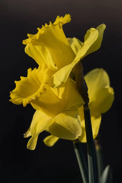 黄色の水仙が咲きます アストリア オレゴン州 アメリカ — ストック写真