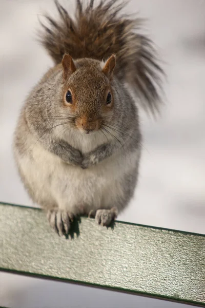 Close Esquilo Cinzento Sciurus Carolinensis Boston Common Boston Condado Suffolk — Fotografia de Stock