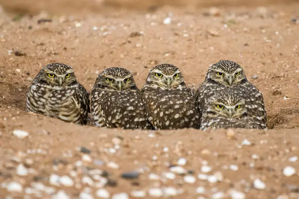 Closeup View Beautiful Burrowing Owl Birds Wild Nature Blurring Background — Stock Photo, Image