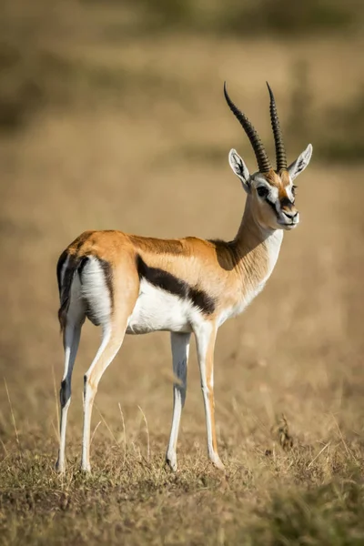 Thomsons Gazelle Eudorcas Thomsonii Steht Auf Gras Und Dreht Kopf — Stockfoto