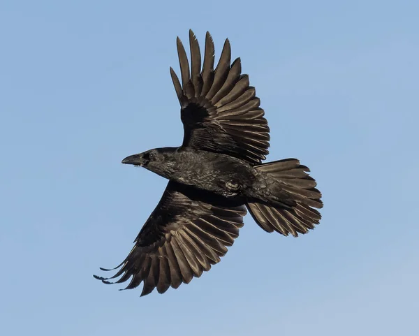 Cuervo Volando Cielo Azul Alaska Estados Unidos América — Foto de Stock