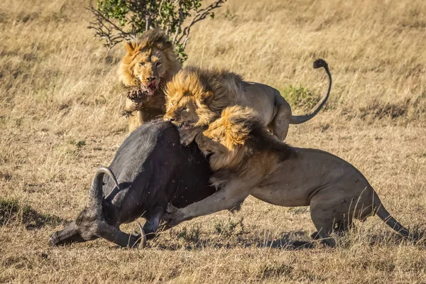Malebný Pohled Majestátní Lvy Divoké Přírodě Útočící Býka — Stock fotografie