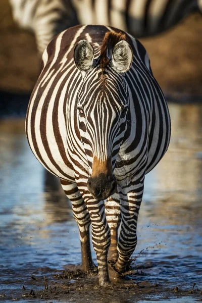 Równina Zebra Equus Quagga Przechodząca Przez Kałużę Kierunku Kamery Serengeti — Zdjęcie stockowe