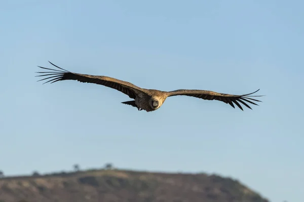 African White Backed Vulture Soars Grassy Ridge — Stock Photo, Image