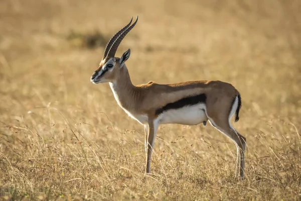 Thomsons Gazelle Eudorcas Thomsonii Steht Profil Gras Serengeti Tansania — Stockfoto