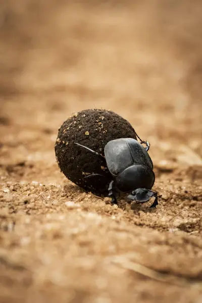 Dung Beetle Scarabaeoidea Roulant Boule Fumier Sur Piste Serengeti Tanzanie — Photo
