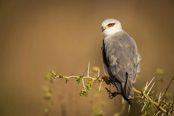 Zwarte Schouder Vlieger Neergestreken Doornstruik Kijken Links — Stockfoto