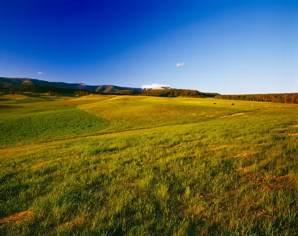 Zemědělství Zdravé Zelené Pastviny Hovězím Dobytkem Dálce Judith Gap Montana — Stock fotografie