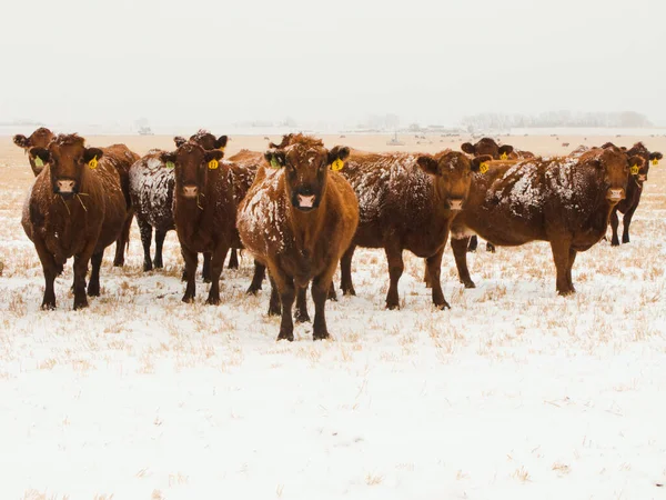 Zwierzęta Gospodarskie Pokryte Śniegiem Krowy Wołowe Red Angus Pokrytym Śniegiem — Zdjęcie stockowe