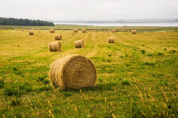 Hay Bales Scattered Field Coast Prince Edward Island Canada — Stock Photo, Image