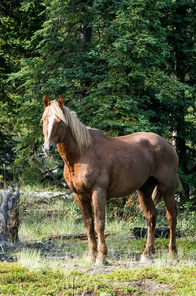 Caballo Salvaje Equus Ferus Yukón Canadá — Foto de Stock