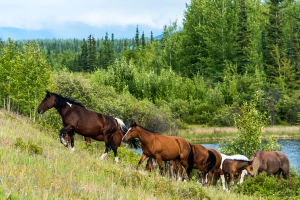 Caballos Salvajes Equus Ferus Subiendo Una Colina Cubierta Hierba Con — Foto de Stock