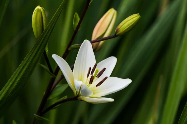 White Asiatic Lily Lilium Blooming Flower Garden Oregon United States — Stock Photo, Image