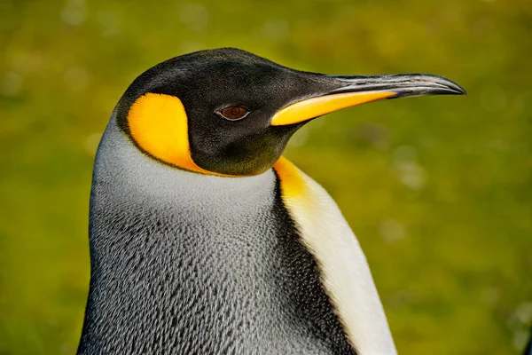 Pingüino Rey Aptenodytes Patagonicus Punto Voluntariado Islas Malvinas — Foto de Stock