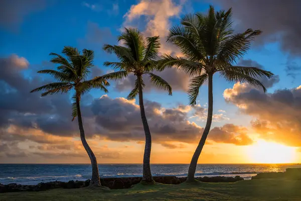 Palmeras Amanecer Largo Costa Oriental Oahu Oahu Hawaii Estados Unidos — Foto de Stock