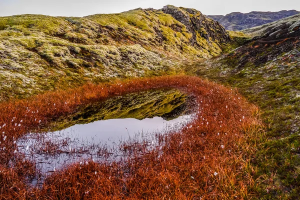 Detailní Záběr Sněhu Uvnitř Kruhu Červených Rostlin Malými Květy Drsné — Stock fotografie