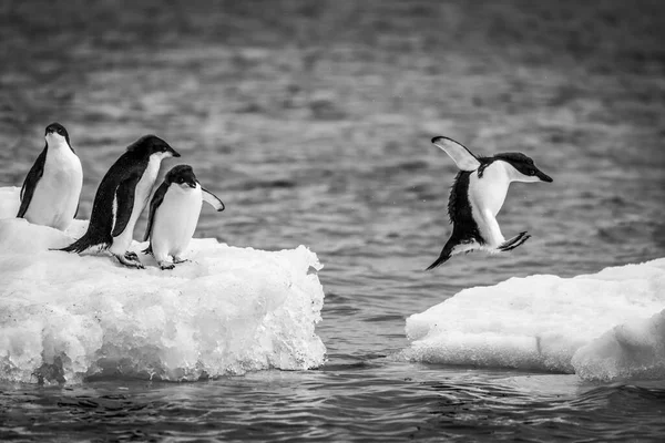 Tres Pingüinos Adelie Pygoscelis Adeliae Observando Otro Salto Entre Dos —  Fotos de Stock