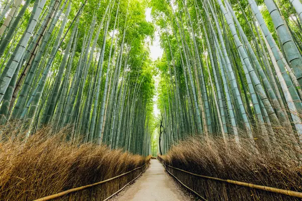 Kameyama Bambuswald Kyoto Kansai Japan — Stockfoto