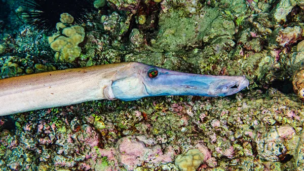 Chinese Trompetvis Aulostomus Chinensis Ligt Loer Bij Een Rif Net — Stockfoto