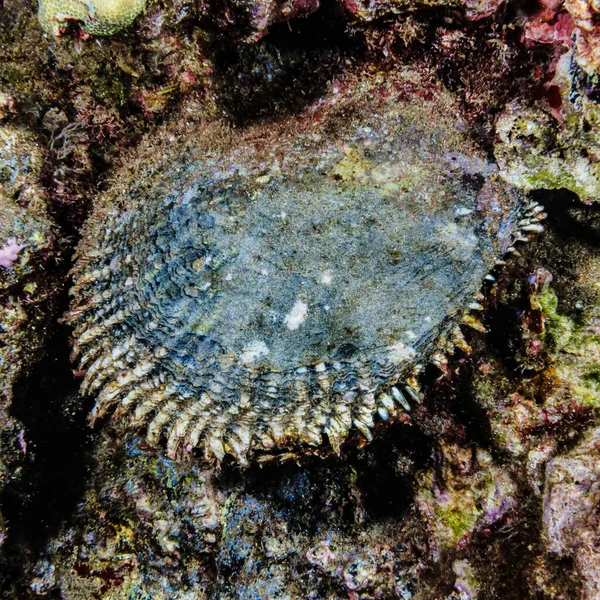 一种黑唇珍珠牡蛎 Pinctada Naquaritifera 现在是一种受保护的物种 生活在夏威夷毛伊岛的Haloha珊瑚礁 这种动物生产珠宝中使用的珍贵珍珠 美国夏威夷毛伊岛 — 图库照片
