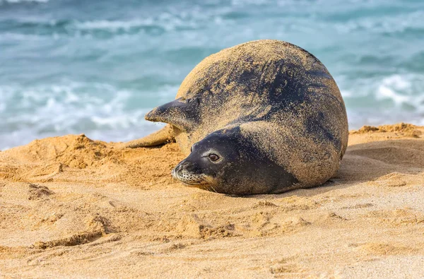 Close Van Een Hawaiian Monk Seal Neomonachus Schauinslandi Het Strand — Stockfoto