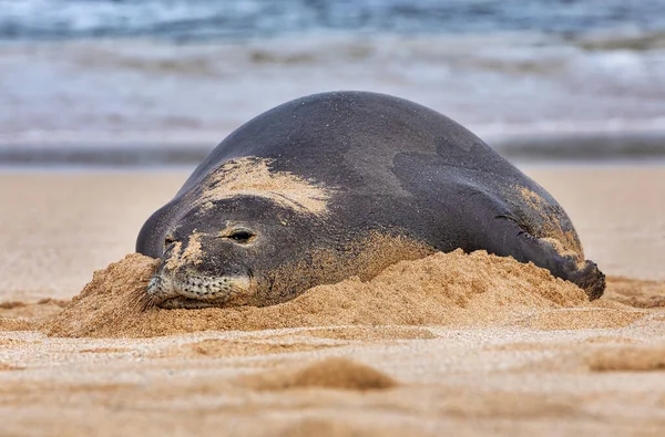 Close Van Een Hawaiian Monk Seal Neomonachus Schauinslandi Het Strand — Stockfoto