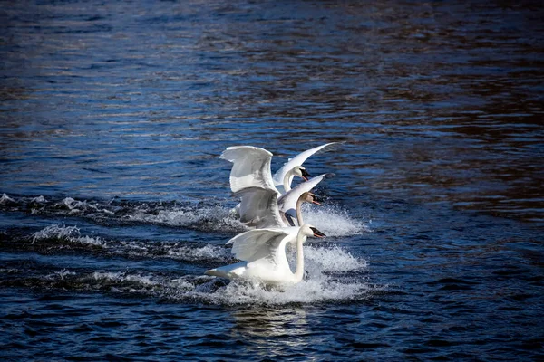 Семья Лебедей Трубачей Cygnus Buccinator Собирается Вместе Всплеска Посадки Реку — стоковое фото