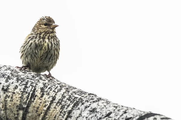 Pine Siskin Spinus Pinus Sur Une Branche Arbre Whitehorse Yukon — Photo