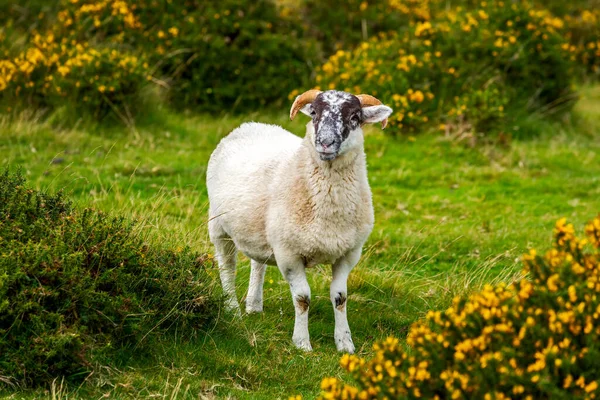 Een Lam Ovis Aries Omgeven Door Bloeiende Struiken Cornwall County — Stockfoto