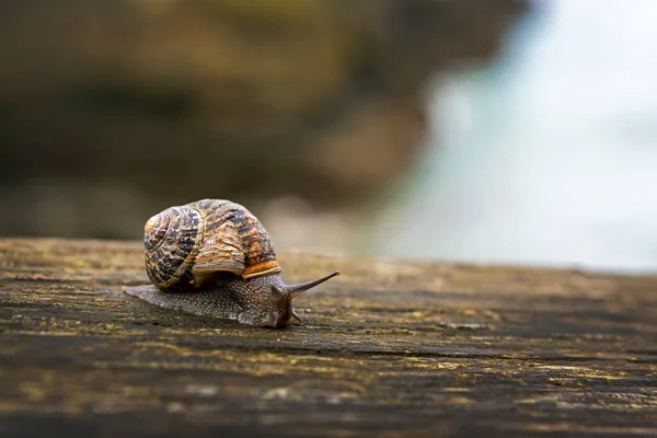 Close Snail Wooden Fence Cornwall County England — Stock Photo, Image