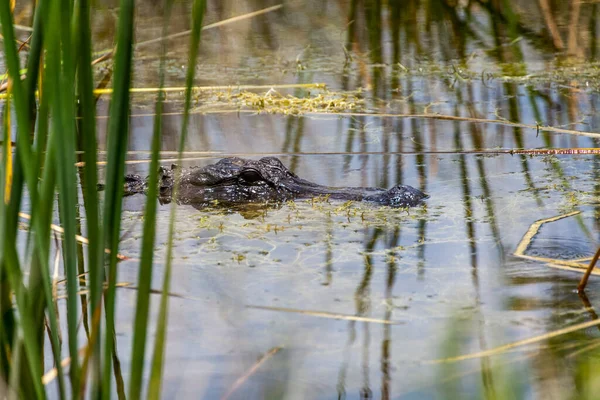 Alligator Cachant Dans Eau Dans Les Everglades Floride États Unis — Photo