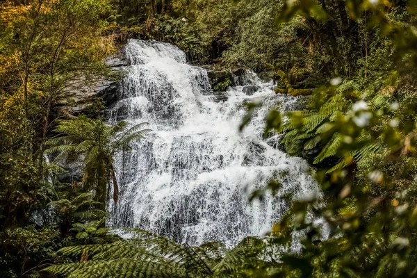 Hopetoun Falls Beech Forest Victoria Austrália — Fotografia de Stock