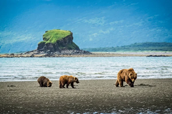 Медведь Ursus Arctos Лагере Hallo Bay Camp Свинья Два Детеныша — стоковое фото