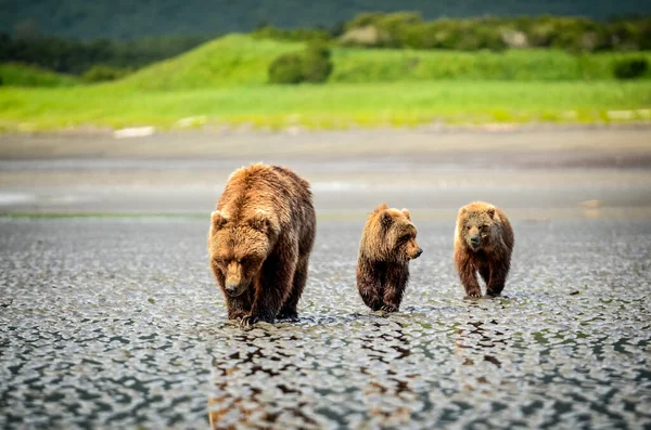 Ведмеді Ursus Arctos Дивляться Таборі Халло Бей Аляска Сполучені Штати — стокове фото