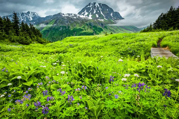 Prado Flores Silvestres Longo Lost Lake Trail Peaks Ressurreição Fundo — Fotografia de Stock